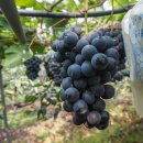 머루에 반하다 이미지