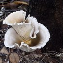 Fungi is a gift from heaven - 곰팡이(1/2) 이미지