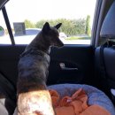 Paxi(팩시) | 반려동물 전용 택시_팩시(paxi) 이용하기_내돈주고 이용 후 추천하는 후기