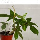 증산-018 네이버블로그