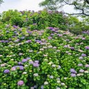 동광리-5 이미지