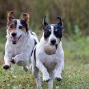 도곡동행동물병원 이미지