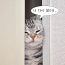 탐라영재관 | 4월 3주 | 일본교환학생: 테니스부 가입/마이넘버카드/명탐정코난 극장판 관람/어머니의 날/조각케이크...