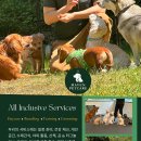 💚 강아지,고양이 데이케어, 보딩, 트레이닝, 그루밍 OPEN ! Doggy Country Club 💚 이미지