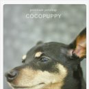 코코목욕 이미지