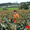 성산2리 이미지