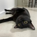 고양이 자리 이미지