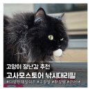 고양이들이 좋아하는 요소가 쏙쏙담긴 고양이 장난감 추천 '고사모스토어'