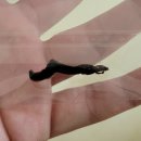 시온약품 이미지