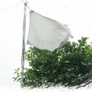 씨엔화이트 이미지