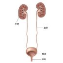 저활동성 방광 Underactive Bladder 이미지