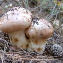 귀인초등학교 이미지