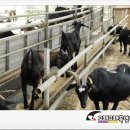 야곱 염소농장 이미지