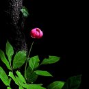 산작약 이미지