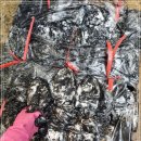 12월 8일(수) 목포는항구다 생선카페 판매생선[ 갑오징어, 병어, 대파갈치, 삼치(대), 젓갈류 ] 이미지