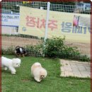 애견카페왕 이미지