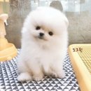 굿펫샵컴퍼니