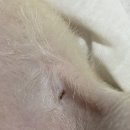 마이펫톡톡 이미지