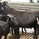 해든누리 흑염소농장 이미지