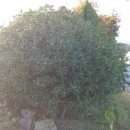 고창군아산면반암보건진료소 | [공지] 고창 선운산 솔향기농원을 소개합니다...