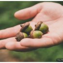 도토리한의원 이미지