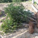 진호농장 이미지