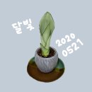 🌱 달빛이 키우기 이미지