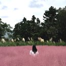 슈가스테이펜션 | 거제여행 거제 가볼만한곳 핑크뮬리 명소 대형카페 씨야드