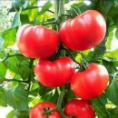 tomatoes 이미지