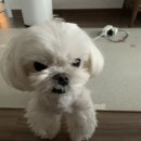 웰니스동물병원(롯데월드점) 이미지