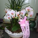 한솔화원 이미지