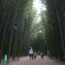 울산 태화강 십리대숲 한겨레