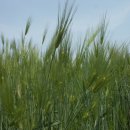 나성농장 이미지