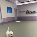 아소비 퍼피스 이미지