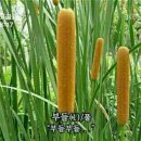 부들 이미지