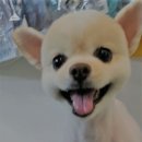 할리우드펫 이미지