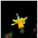 카멜리아힐 이미지