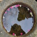 예술무대-봄이 오는 소리 | 행복이의일상 초의선사 탄생지 봉수산 봄이오는소리