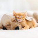 장안동물병원 이미지