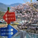 sun village펜션 민박 | 나만 알고 싶은 역대급 벚꽃 명소! 2026 남해 가봄(春) 축제 200% 즐기기 끝판왕