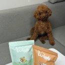 와글 | 와글리 강아지 건강한 영양 간식 - 반려견 선물용 간식 추천 (와글데이지/와글알러지 후기)