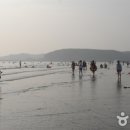 몽산포 송림 이미지