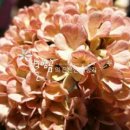 별밤농장 이미지