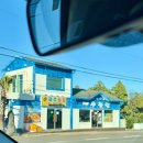 제주901 | 11월 12월 겨울 제주 가볼만한곳, 친구들과 다녀온 제주농원 901 귤따기 체험 후기