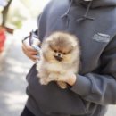 아담스펫 강아지분양 고양이분양 강남점 이미지