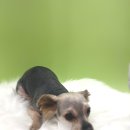 마이뷰티독 스타필드 부천점 이미지