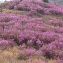 진달래화원 이미지