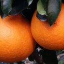 월광농장 이미지