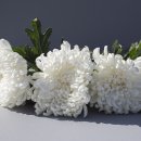 의료법인 성화의료재단 이미지