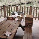 [경북 김천] 자연 속 가족이 함께하기 좋은 숙소 추천 수도산자연휴양림